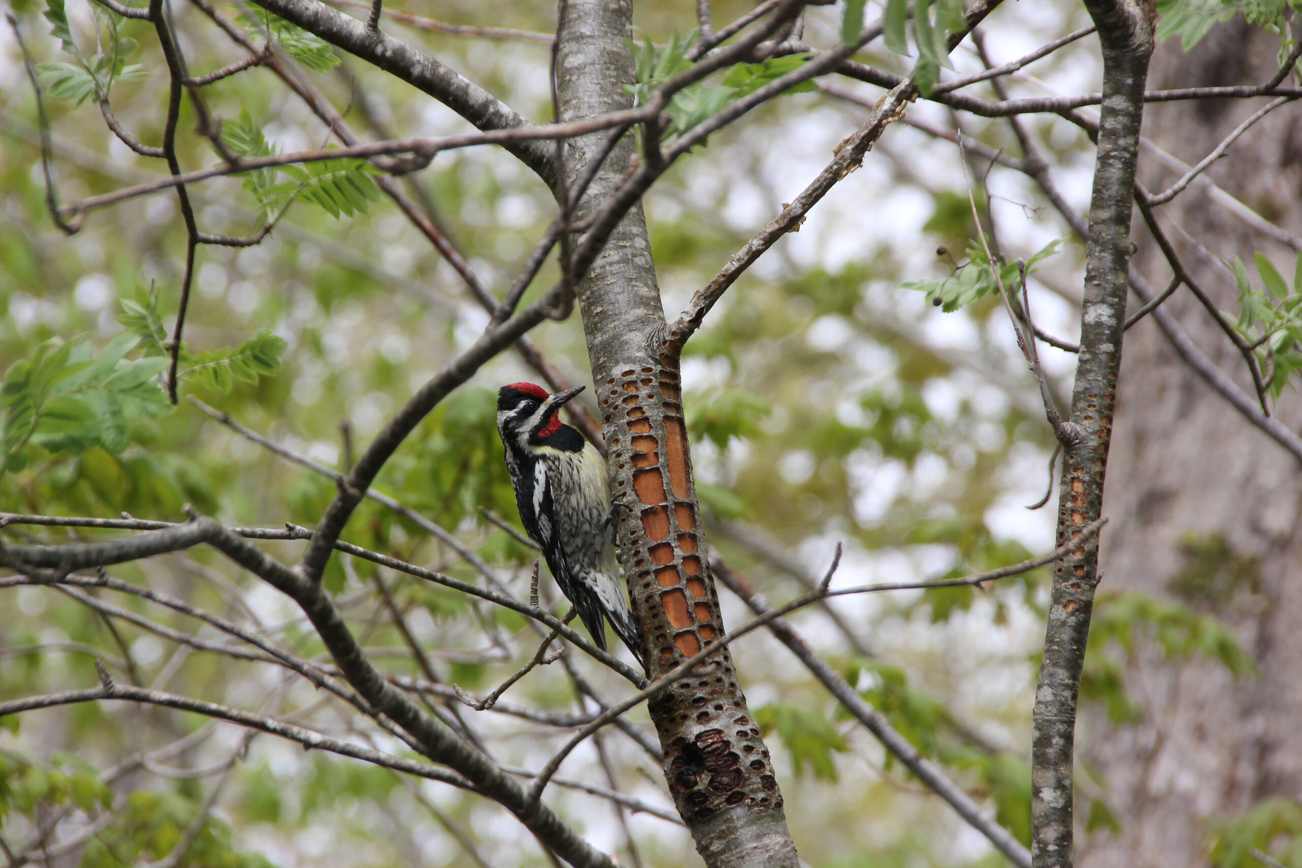 1039 - September 2026