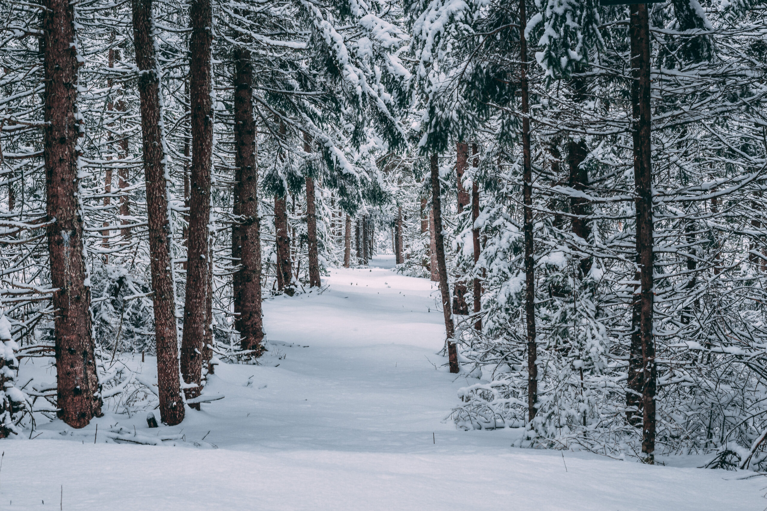 3133 - December 2025