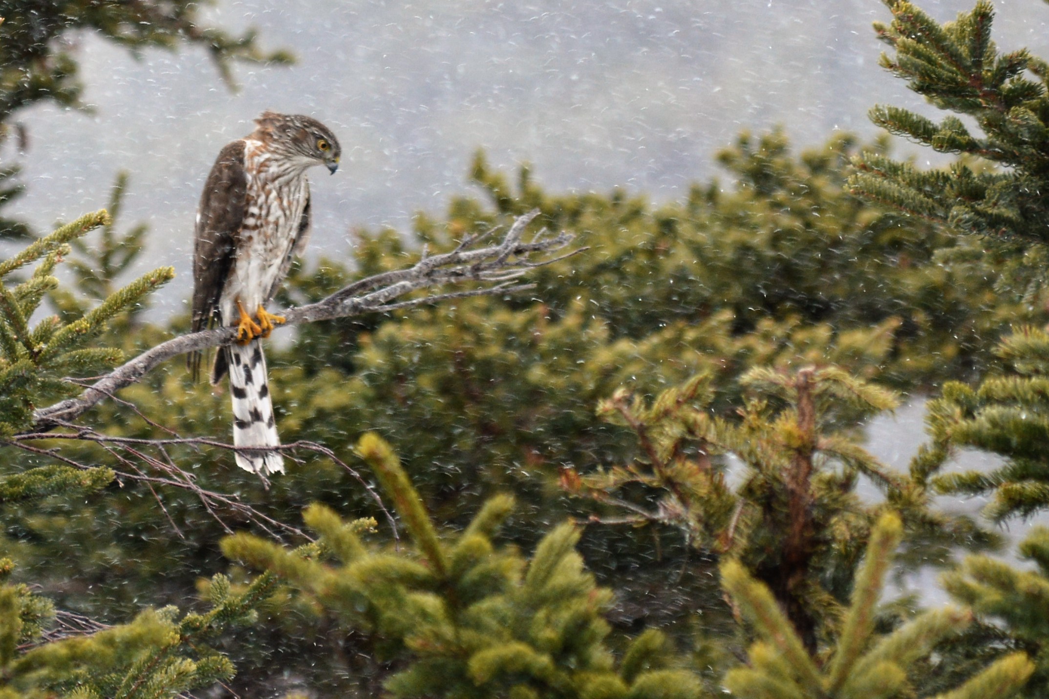 3231 - November 2026